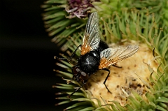 David Plant Photography - Wildlife Photography - Noon-fly Mesembrina meridiana - A